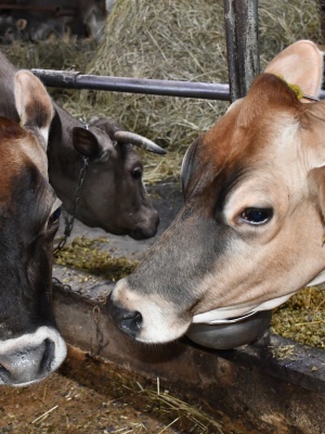 643741965_1505990868195655_7303127919666463900_n