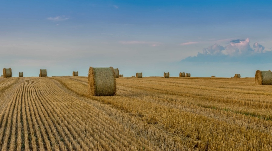 big-panoramic-view-harvested-wheat-field-bales-straw-rolls-against-background-beautiful-sky