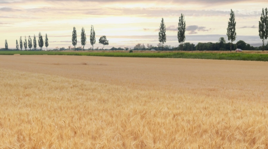 linkedin-banner-with-rural-landscape-barley-field-grass-cypress-alley